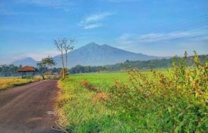 Desa Wisata Tingkir Lor