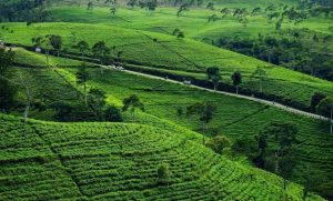 Kebun Teh Kemuning