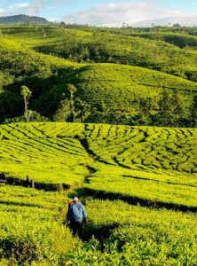 Kebun Teh Kertowono