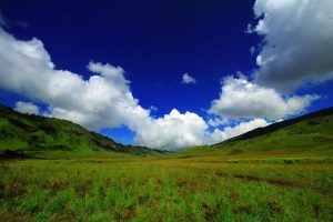 Padang Rumput Savana yang mempesona.