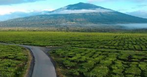 Perkebunan Teh Kayu Aro