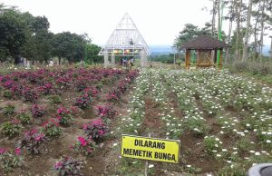 Agrowisata Margomulyo Gunung Kelud