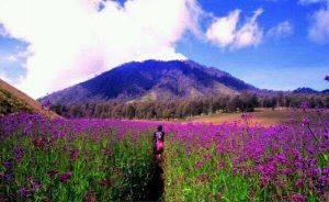 Padang Bunga Oro-oro Ombo