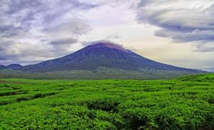 Perkebunan Teh Kayu Aro